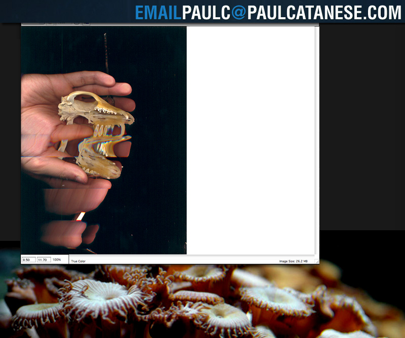 Contact Information for Paul Catanese